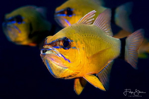 Cardinalfish, Puerto Galera, The Philippines. by Filip Staes 